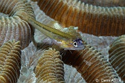 Coryphopterus lipernes gobie a masque bleu-Bonaire Sampler-21m-20180219-Denis-ADER-C_6718-1_tn